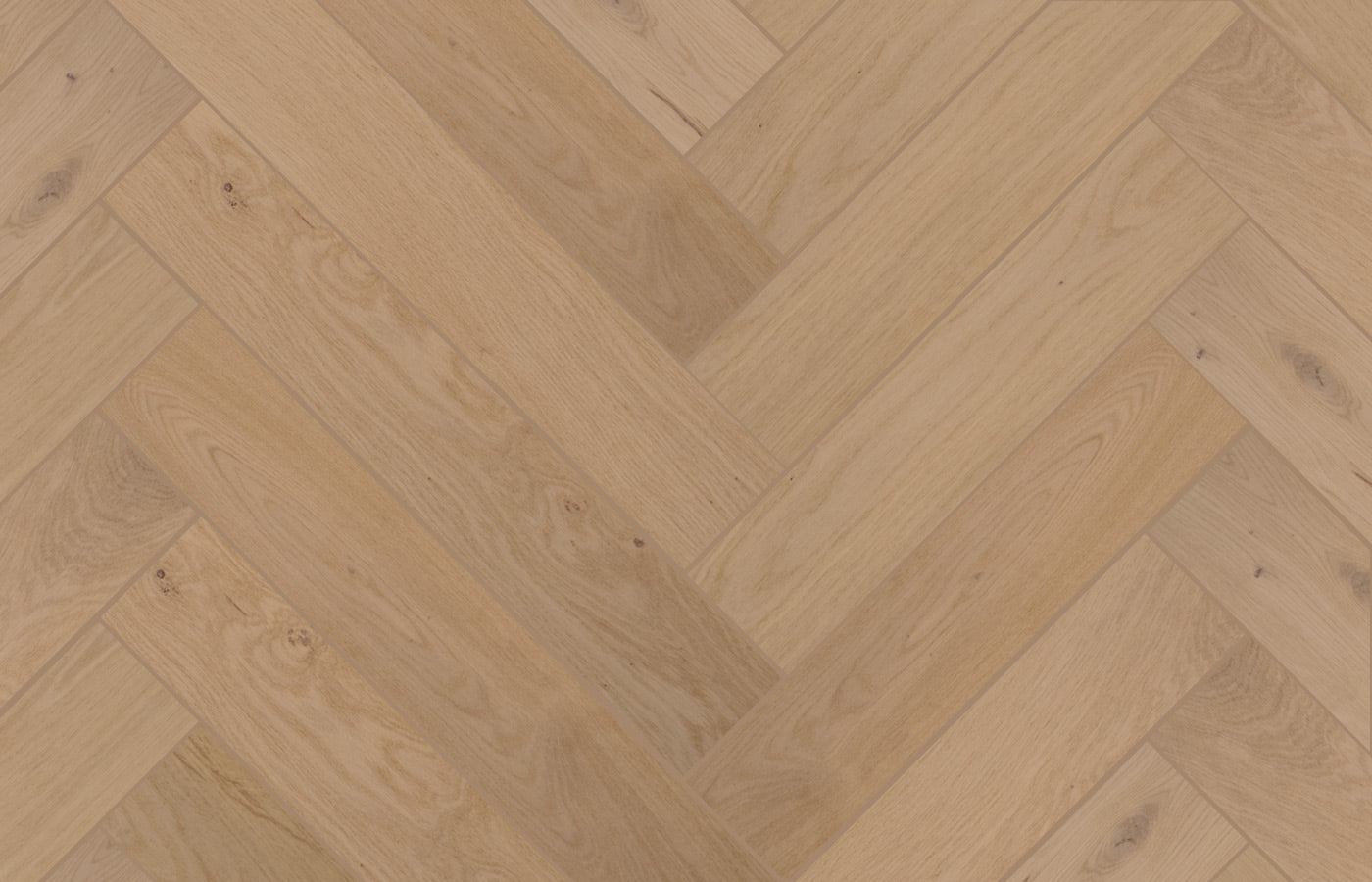 Sand Dollar Oak